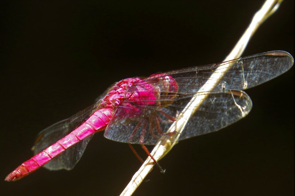 Color pink animal encyclopedia