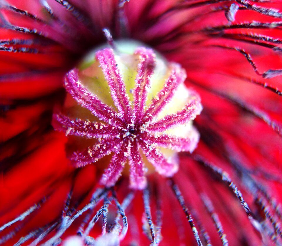 Plant nature red