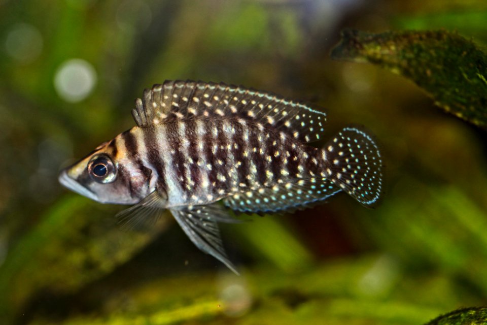Altolamprologus calvus - Perlhuhn-Buntbarsch