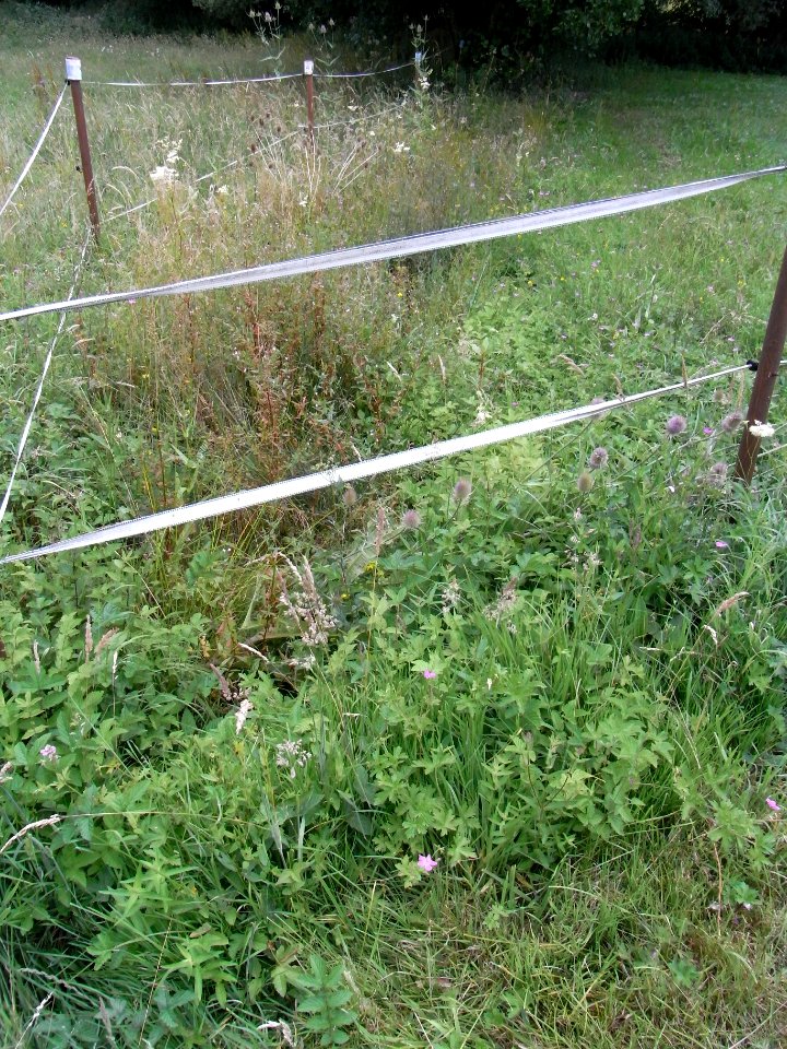 Alter Pfingstborn Abfluss R0017086