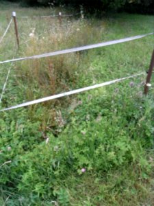 Alter Pfingstborn Abfluss R0017086