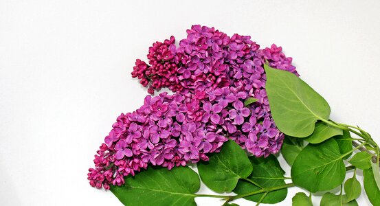 Branch purple violet photo