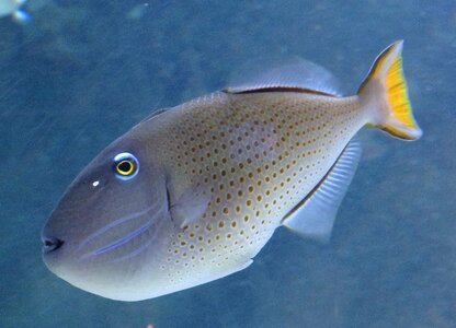 Blue sea underwater world photo