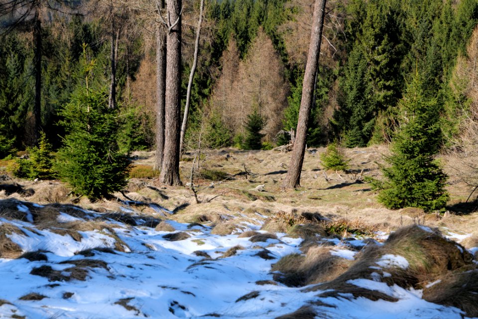 Altkönig 2020-03-25 25