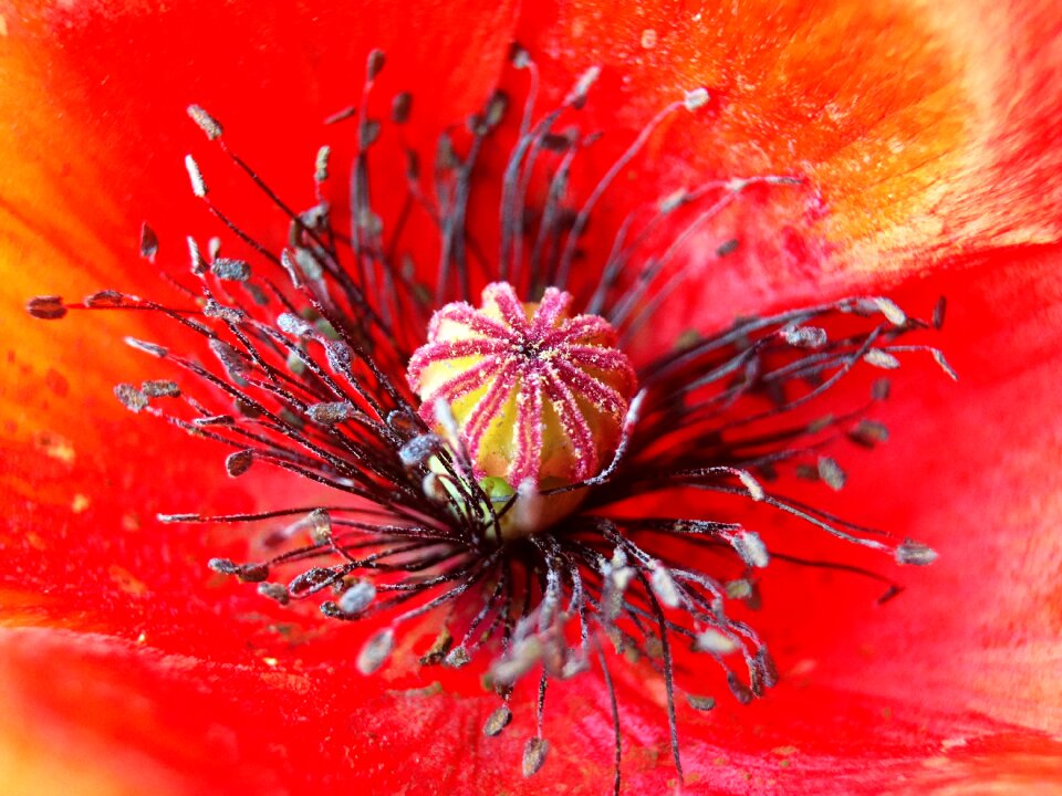Plant nature red