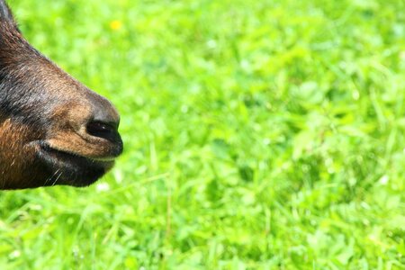 Goat brown meadow