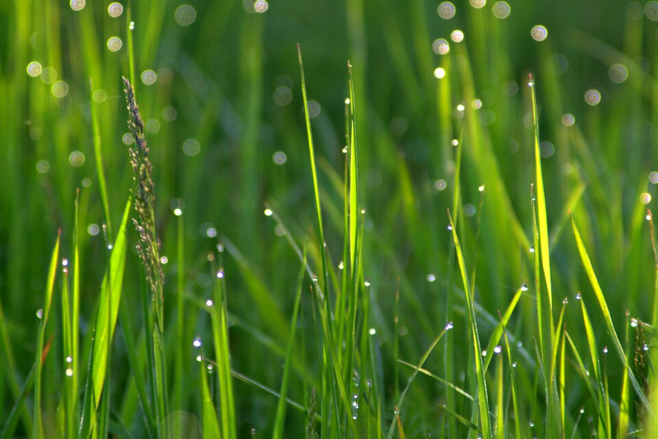 Water morning meadow