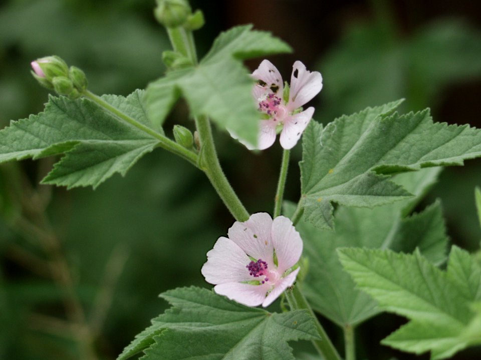 Althaea officinalis, 2021-07-04, Bethel Park, 02