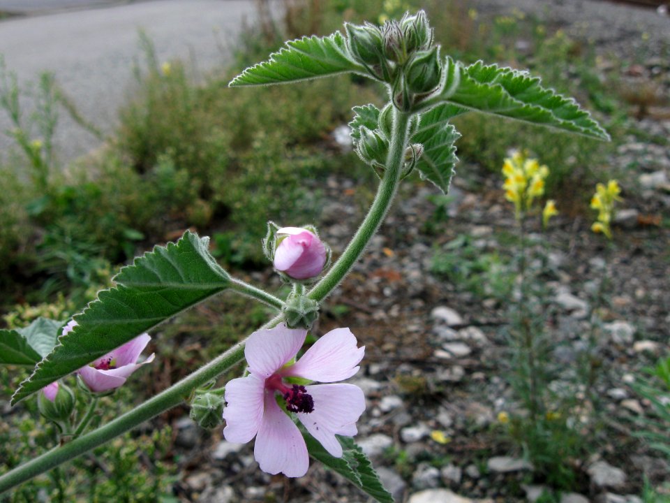 Althaea officinalis, 2020-10-04, Carnegie, 06