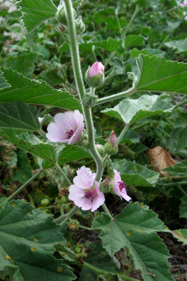 Althaea officinalis, 2020-10-04, Carnegie, 04