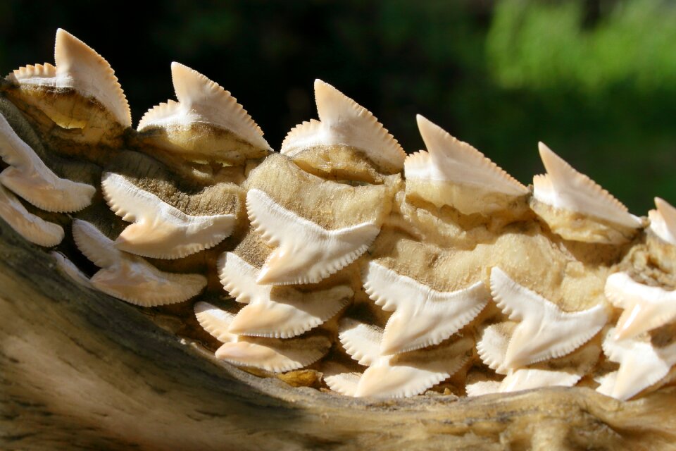 Lower jaw inside molt