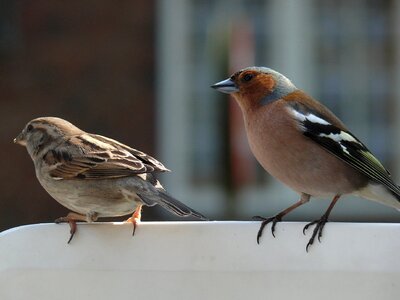 Feather chaffinch quill