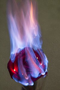 Burning rose fragile dry