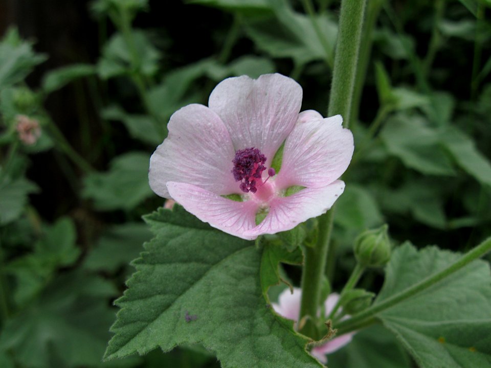 Althaea officinalis, 2021-07-04, Bethel Park, 03
