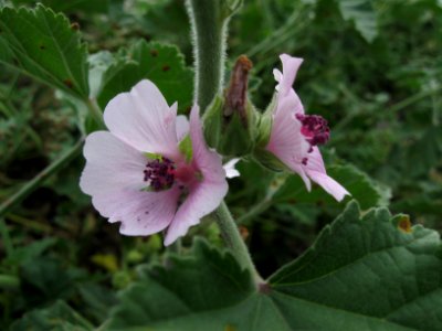 Althaea officinalis, 2020-10-04, Carnegie, 03