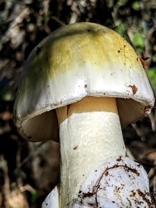 Amanita phalloides 60804626