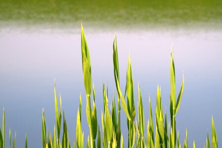 Spring lake river