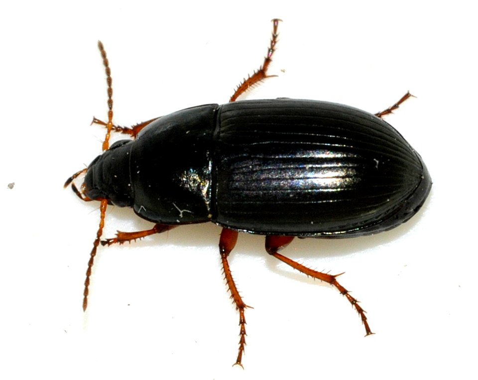 Amara-familiaris-13-fws