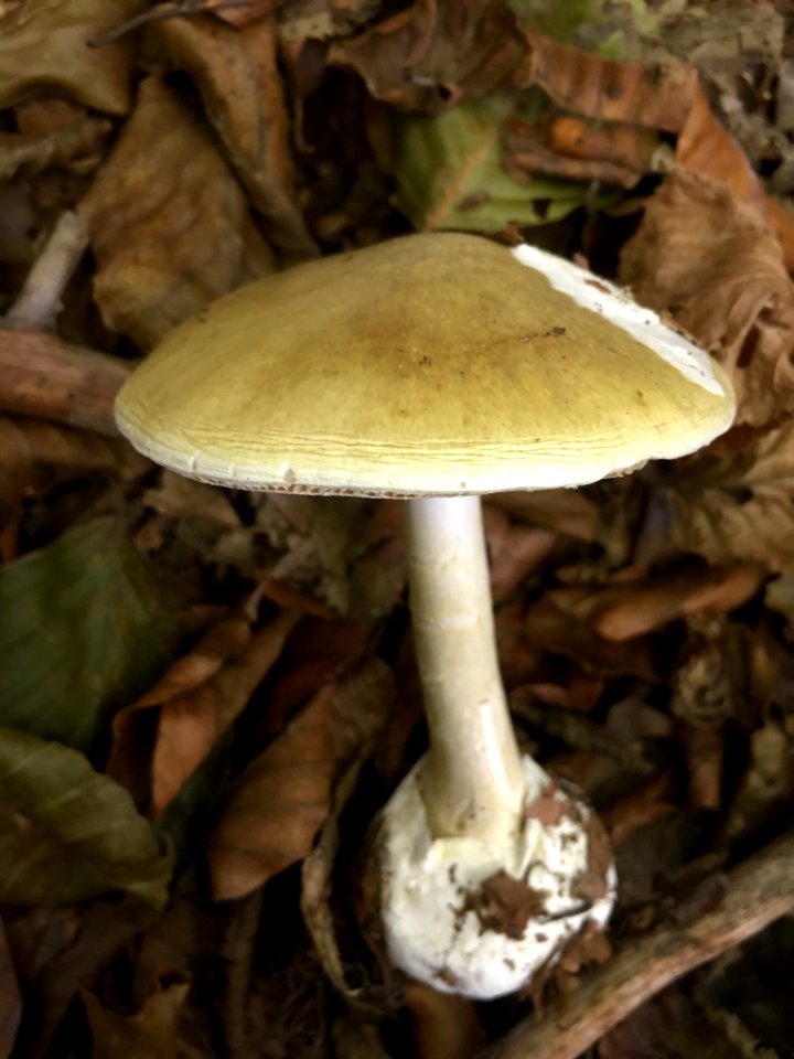 Amanita phalloides 96065267