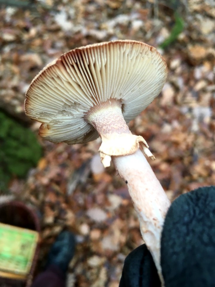 Amanita rubescens 105978013