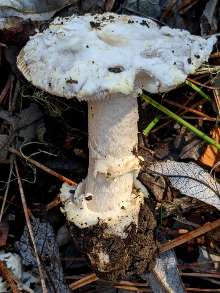 Amanita protecta 60043157
