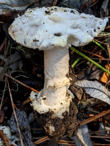 Amanita protecta 60043157