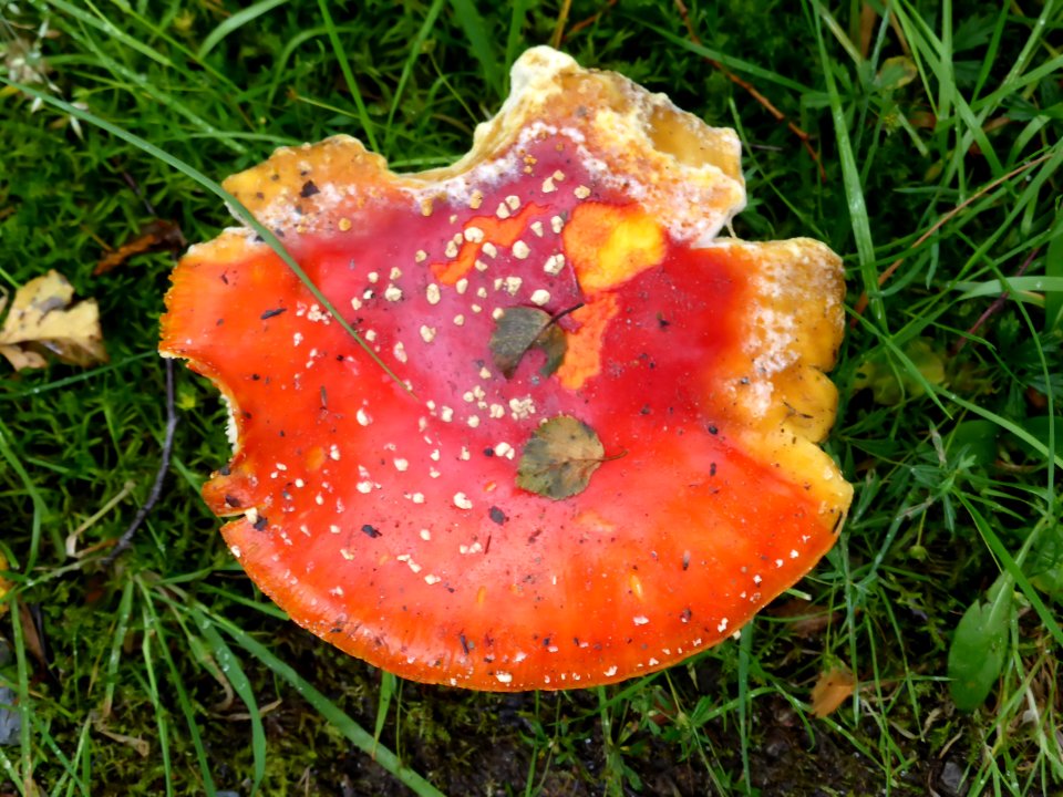 Amanita-muscaria-top