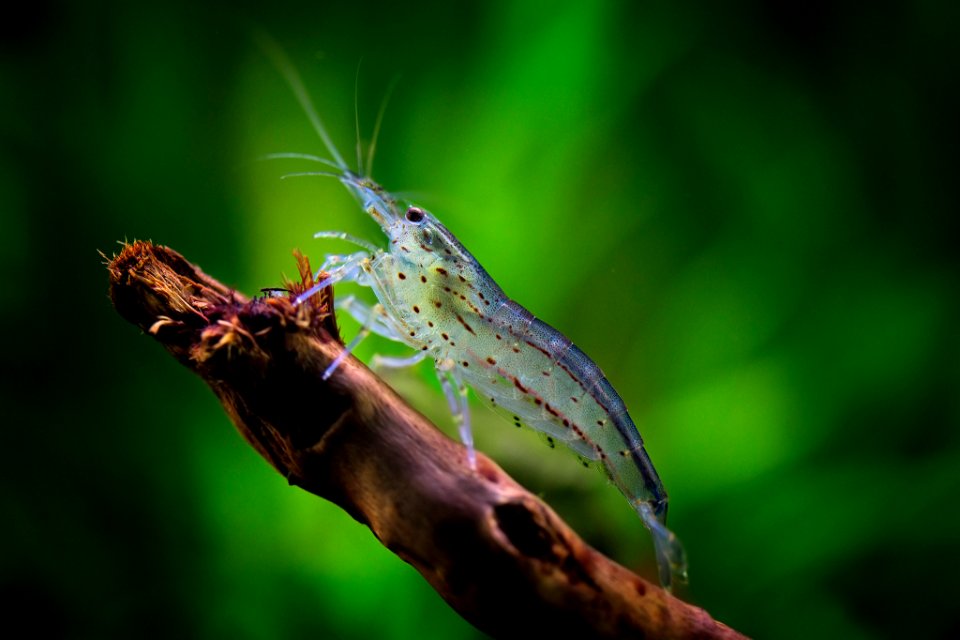 Amano Garnele (85281493)
