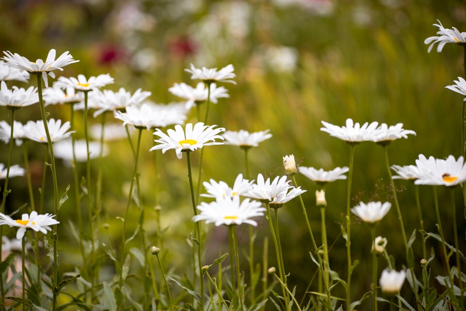Flower white white flower