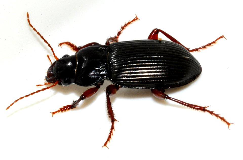 Amara-aulica-01-fws