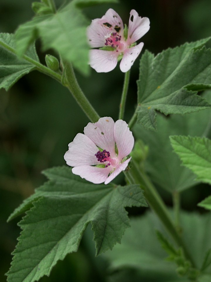 Althaea officinalis, 2021-07-04, Bethel Park, 01