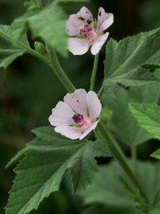 Althaea officinalis, 2021-07-04, Bethel Park, 01
