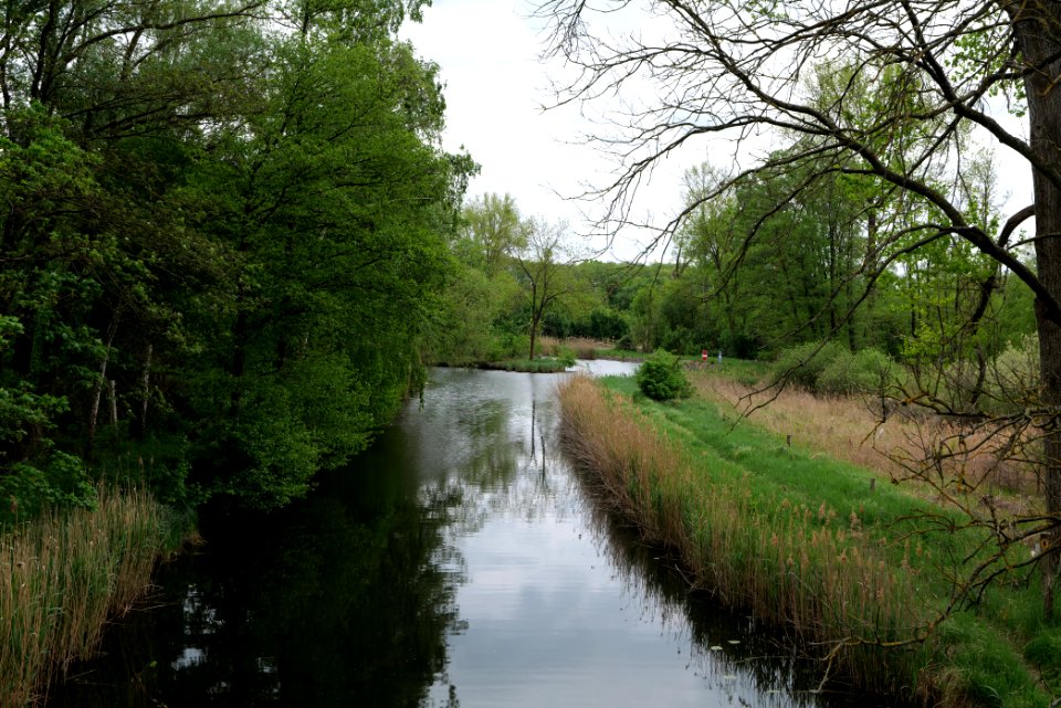 Alter Rhin Oberes Rhinluch 2020-05-15 03