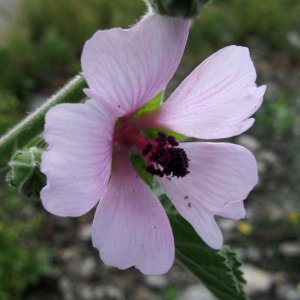 Althaea officinalis, 2020-10-04, Carnegie, 05