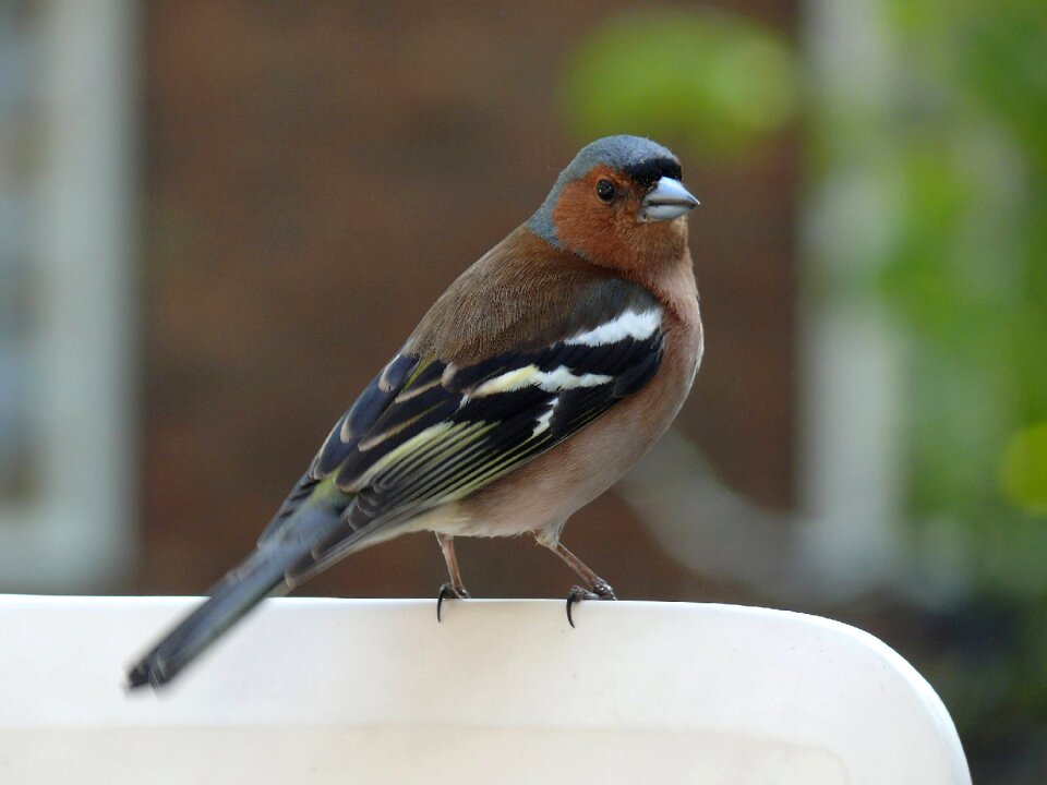 Feather chaffinch quill