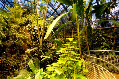 Amazonienhaus interior view - Wilhelma Zoo - Stuttgart, Germany - DSC02531