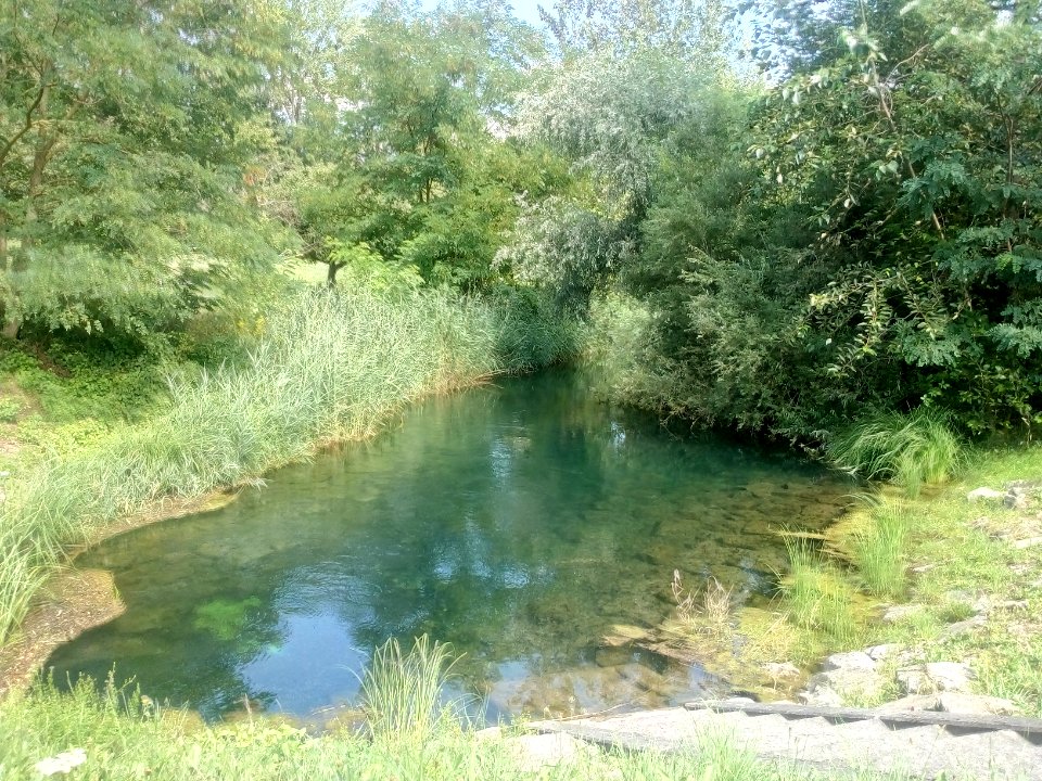 Altrheinzug, südlich Polder Söllingen-Greffern (3)