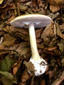 Amanita phalloides 96065297