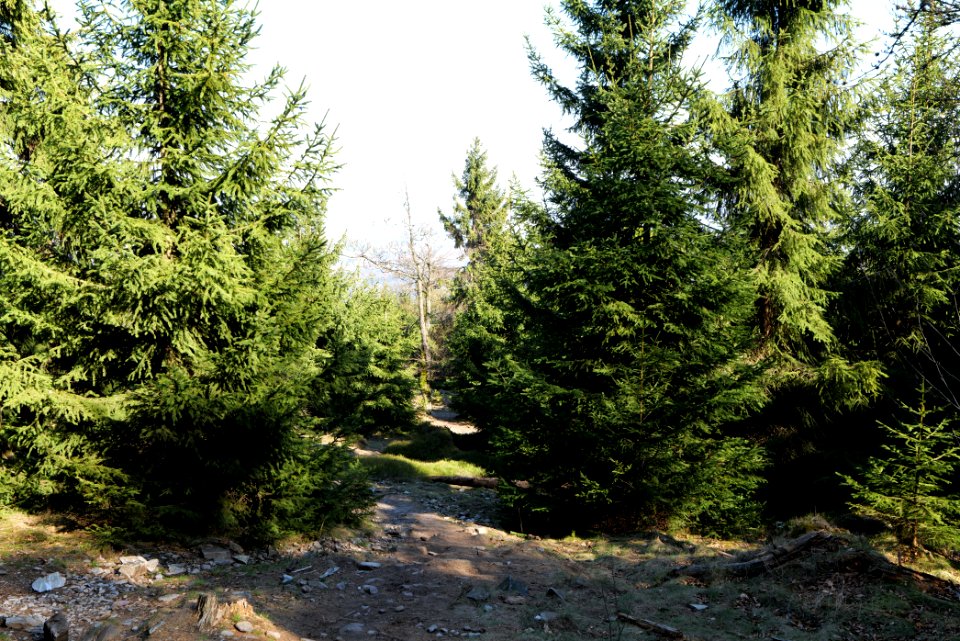 Altkönig 2020-03-25 74