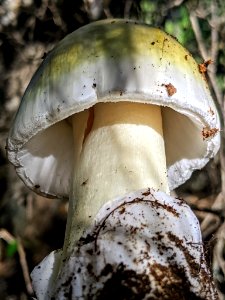 Amanita phalloides 60804612