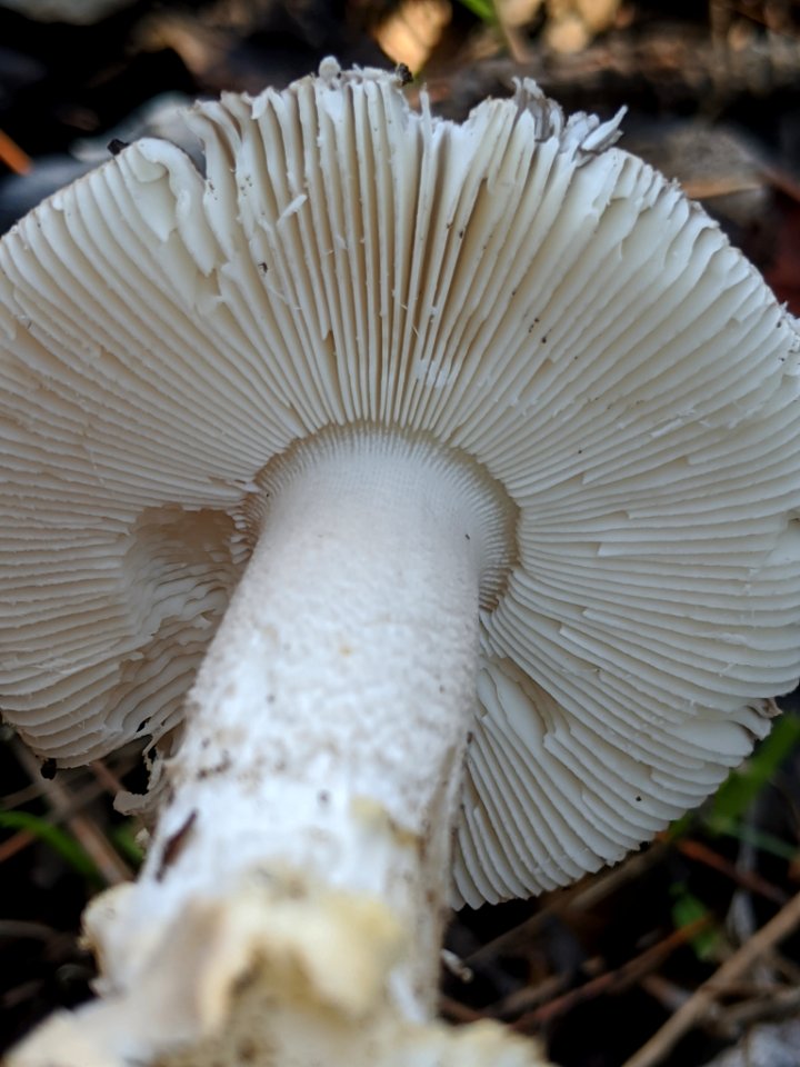 Amanita protecta 60043167