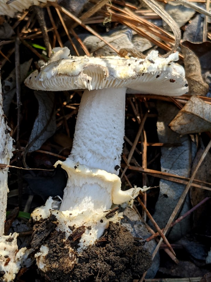 Amanita protecta 60043173