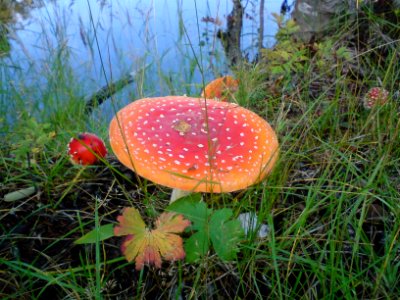 Amanita muscaria in Sweden