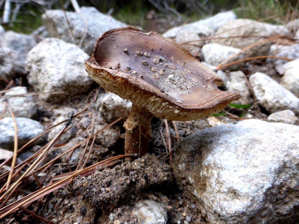 Amanita-porphyria-2