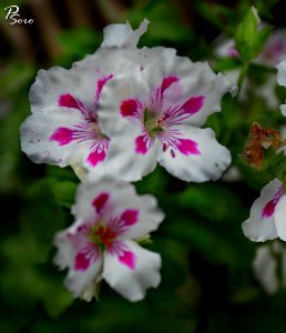 Amazing Flowers (235220981)
