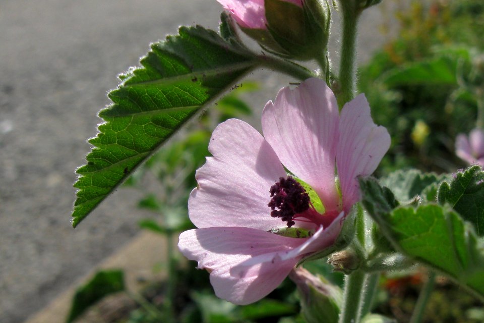 Althaea officinalis, 2020-10-04, Carnegie, 01