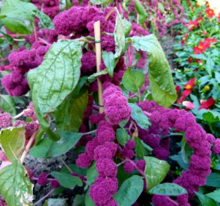 Amaranthus caudatus "Centurion"