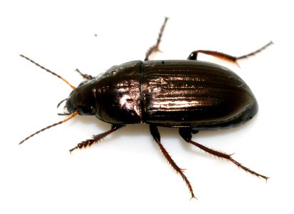 Amara-aenea-11-fws