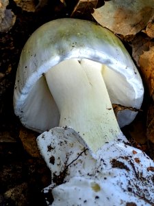 Amanita phalloides 60804631 photo