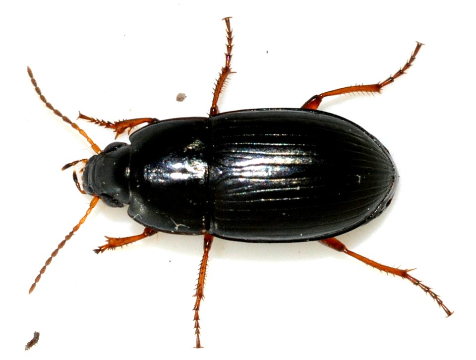 Amara-familiaris-10-fws